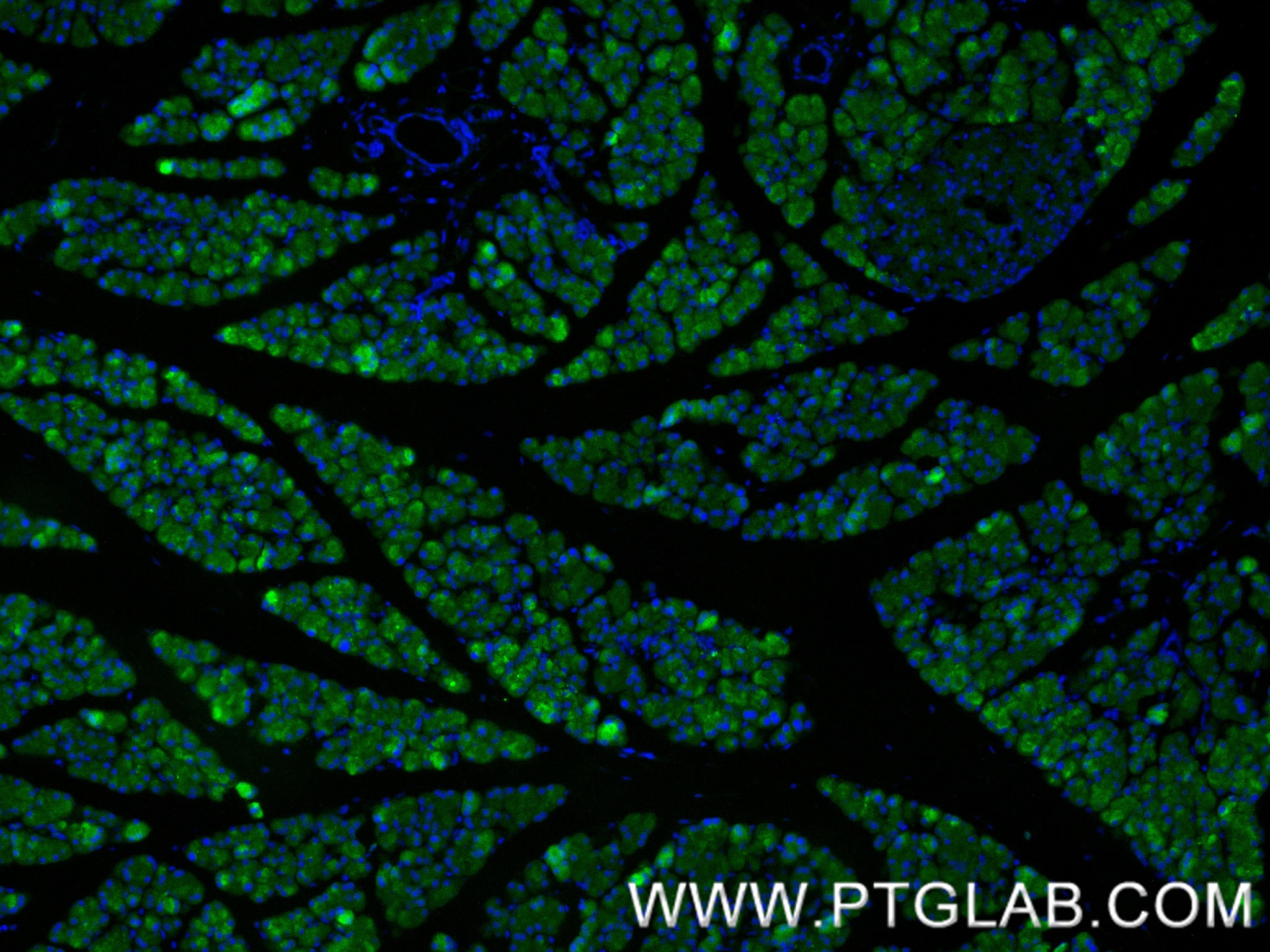 IF Staining of rat pancreas using 88295-1-RR IF Staining of rat pancreas using 88295-1-RR
