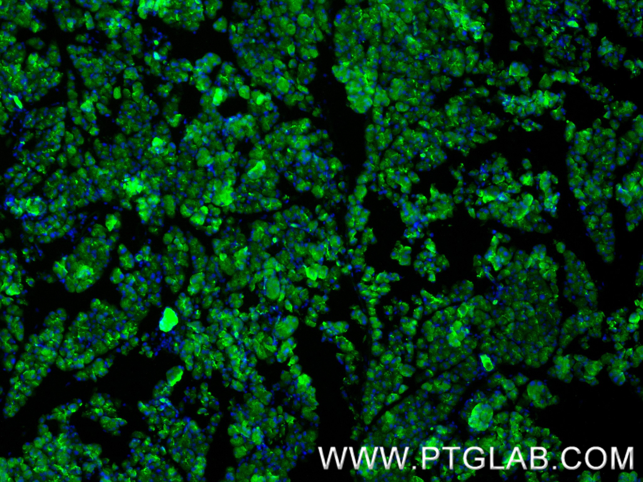 IF Staining of mouse pancreas using 88295-1-RR IF Staining of mouse pancreas using 88295-1-RR