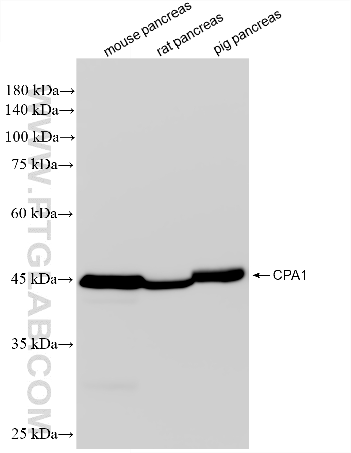 WB analysis using 88295-1-RR WB analysis using 88295-1-RR