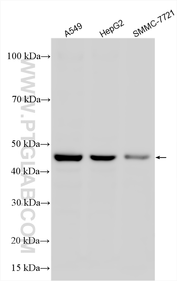 WB analysis using 26824-1-AP