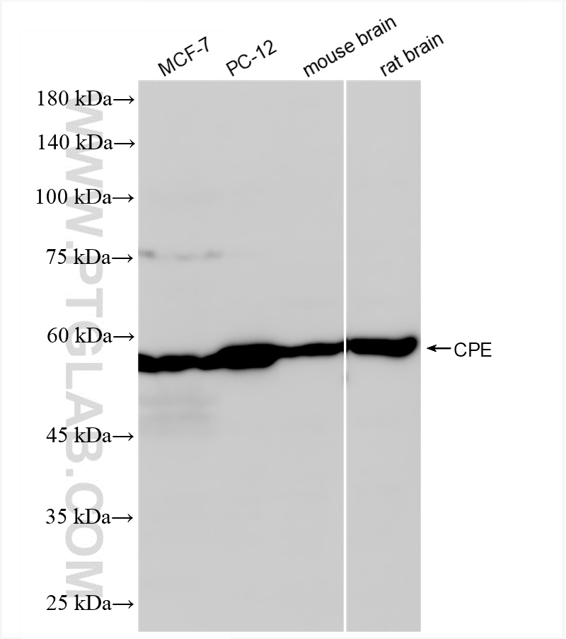 WB analysis using 86111-1-RR