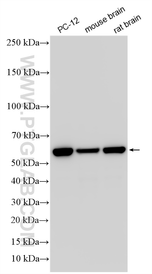 WB analysis using 86111-1-RR