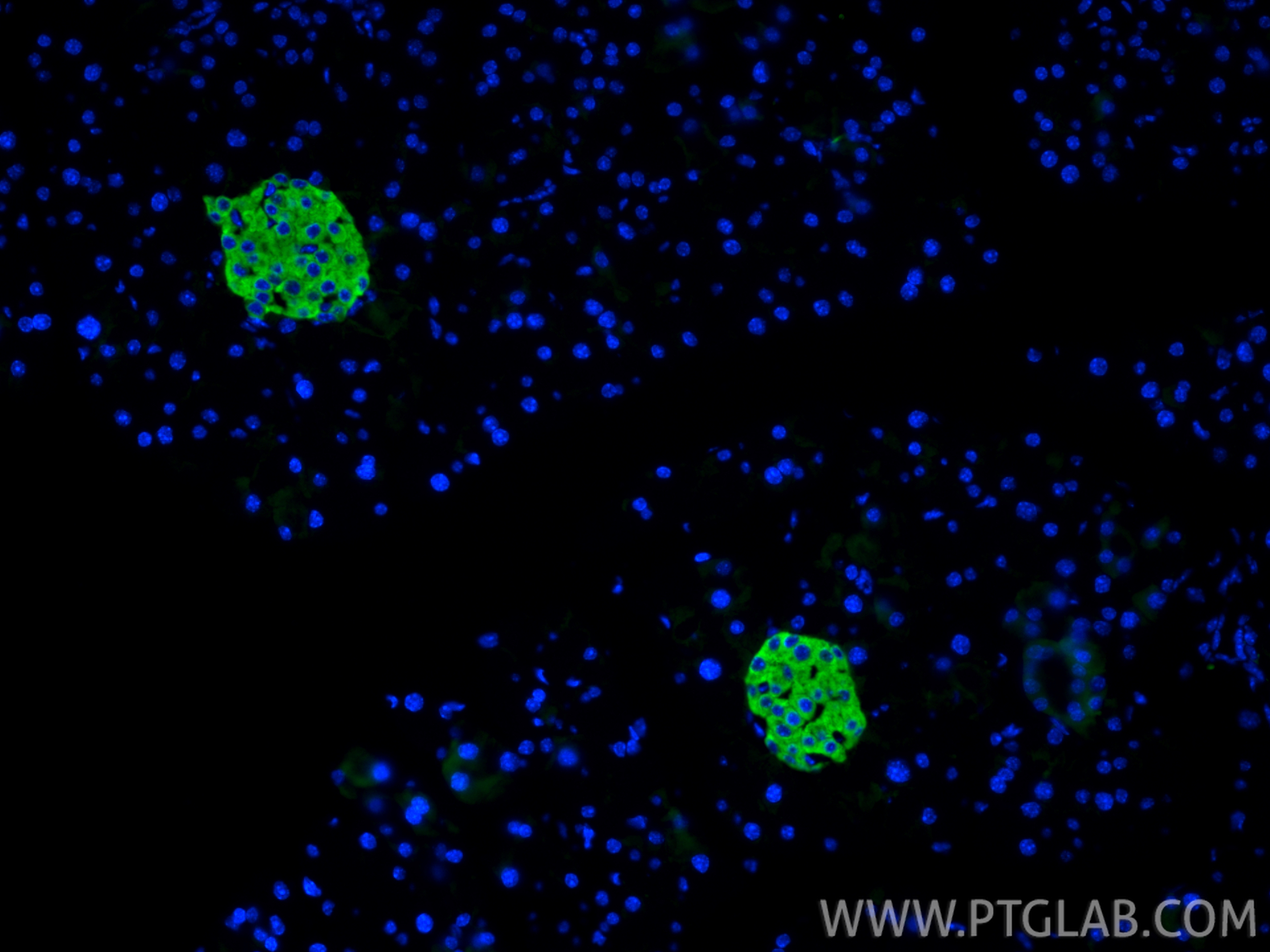 IF Staining of mouse pancreas using RMX00074 IF Staining of mouse pancreas using RMX00074