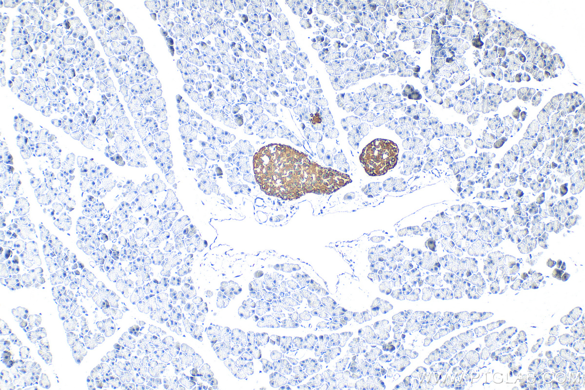IHC staining of mouse pancreas using RMX00074 IHC staining of mouse pancreas using RMX00074