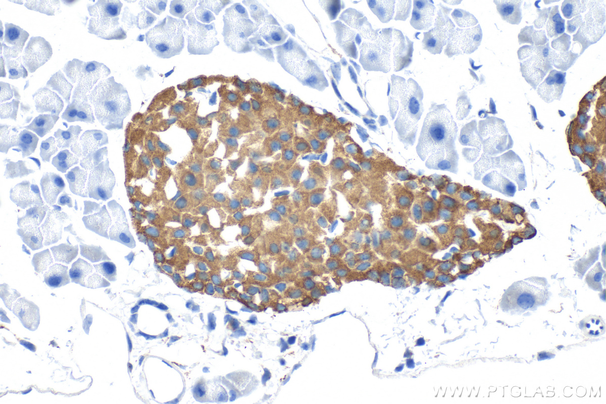 IHC staining of mouse pancreas using RMX00074 IHC staining of mouse pancreas using RMX00074