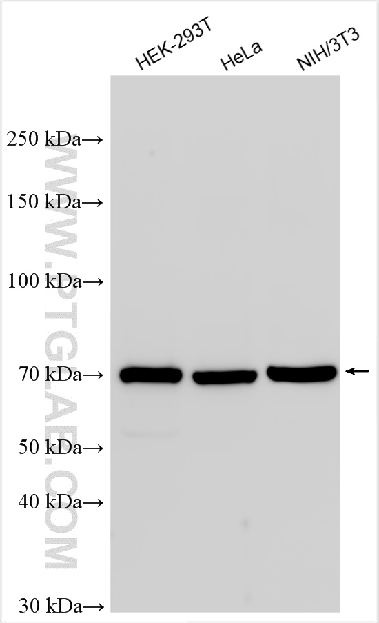 WB analysis using 13274-1-AP