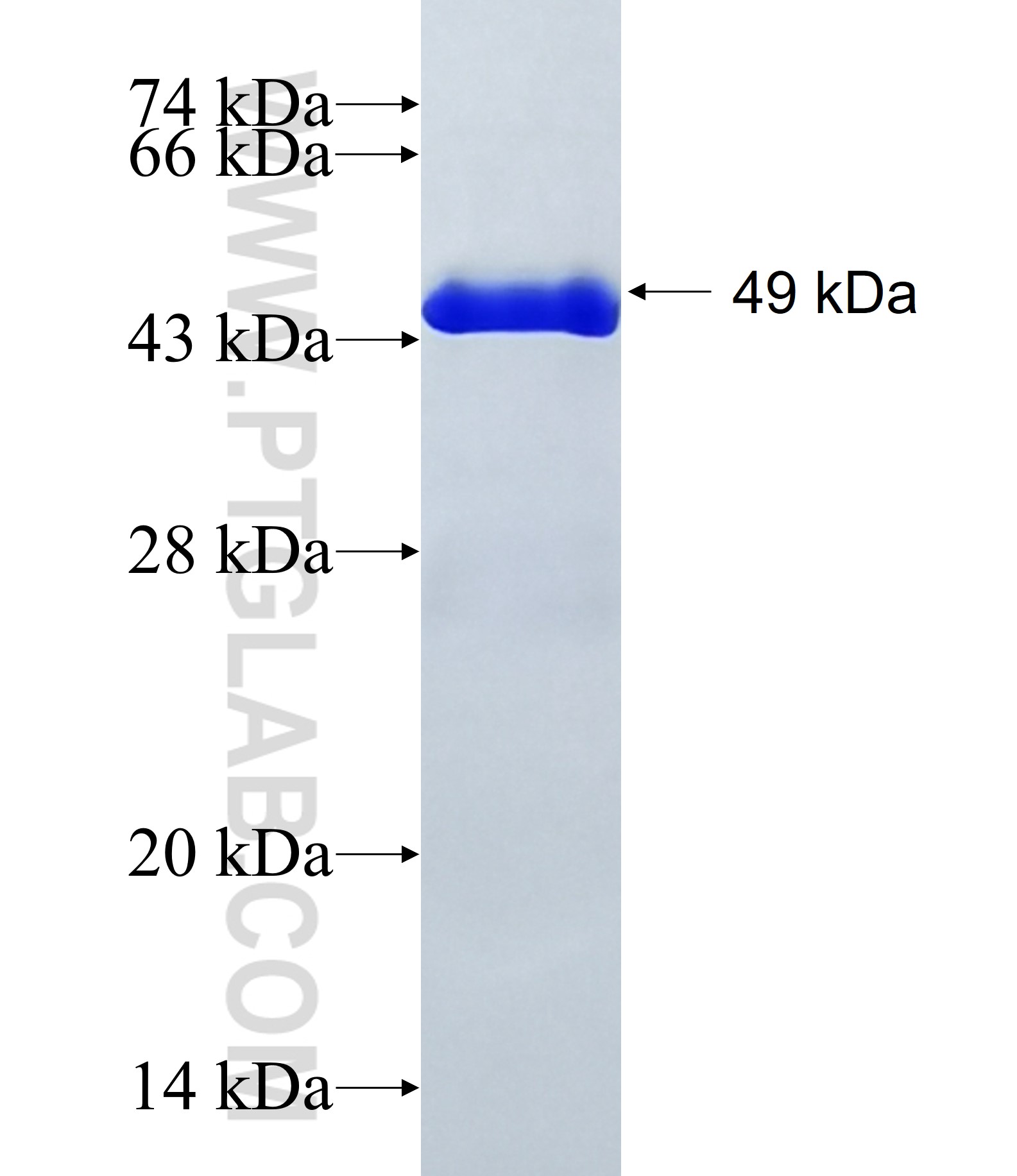 CPEB4 fusion protein Ag39607 SDS-PAGE