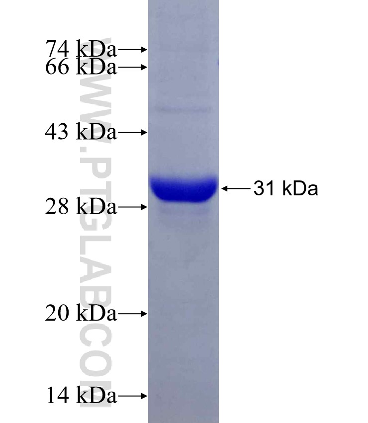 CPLANE2 fusion protein Ag29622 SDS-PAGE