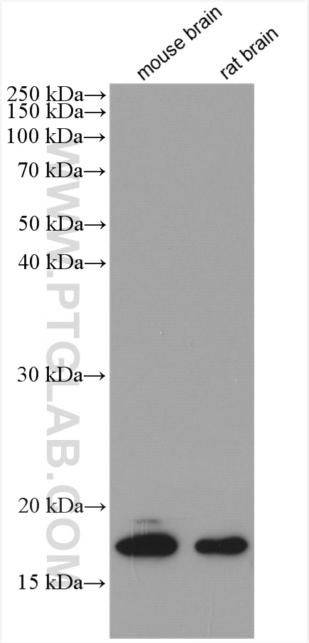 WB analysis using 10246-2-AP