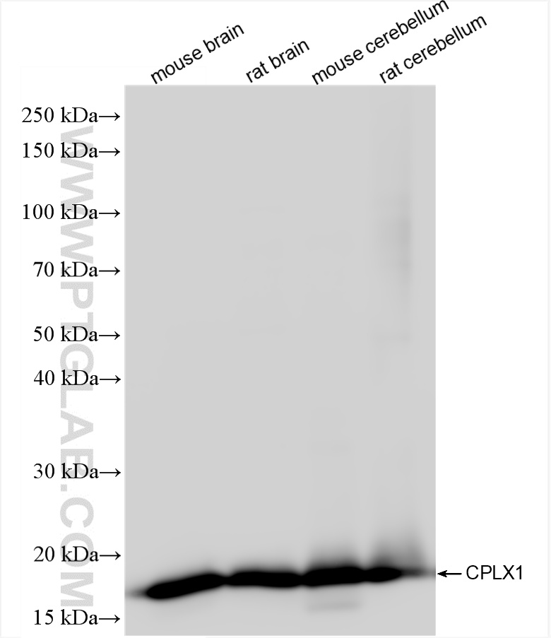 WB analysis using 85874-1-RR (same clone as 85874-1-PBS)