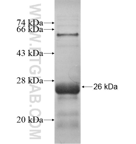 CPLX3 fusion protein Ag11471 SDS-PAGE