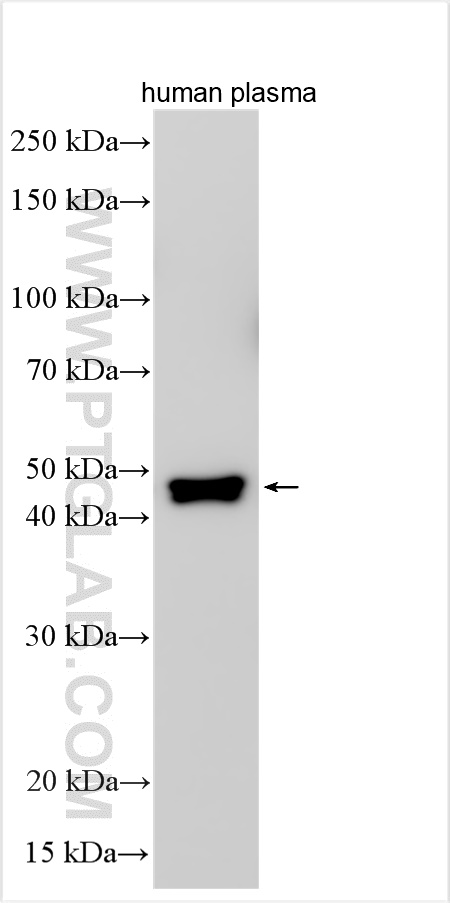 WB analysis using 31940-1-AP