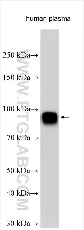 WB analysis using 27160-1-AP