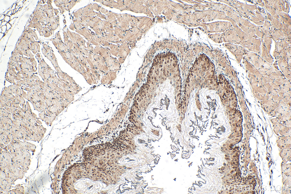 IHC staining of mouse stomach using 10126-2-AP