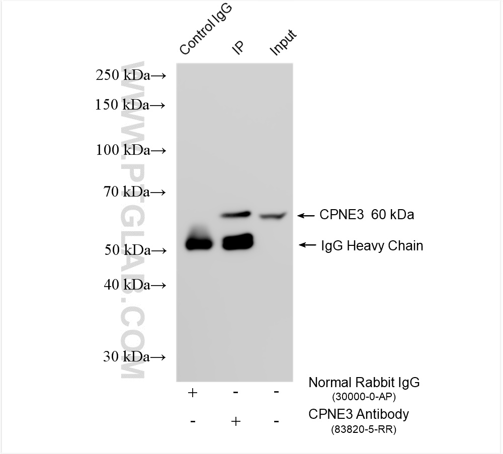 IP experiment of HepG2 using 83820-5-RR