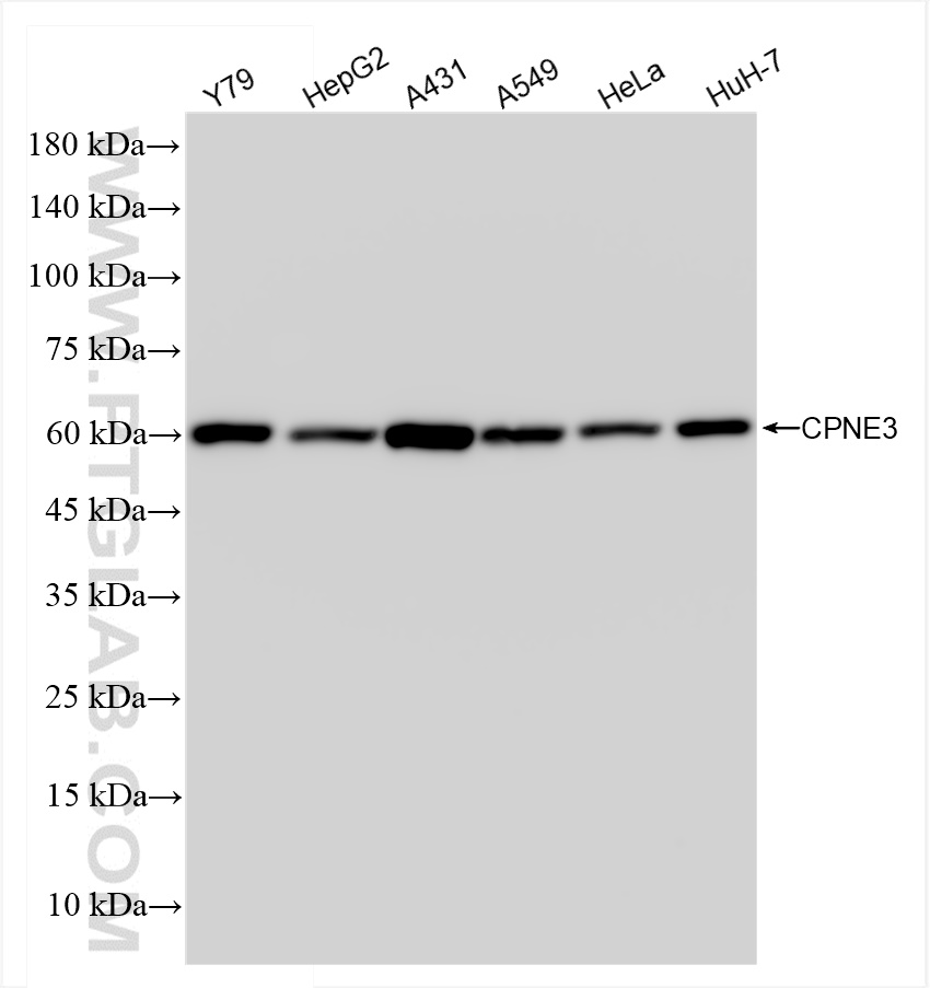 WB analysis using 83820-5-RR