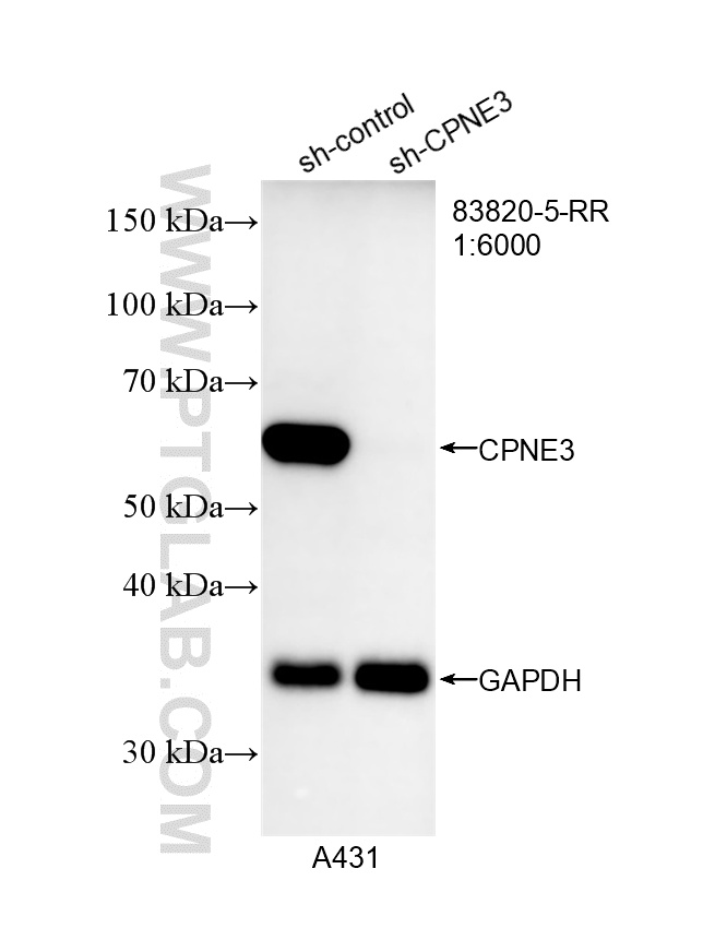 WB result of CPNE3 antibody (83820-5-RR; 1:6000; incubated at room temperature for 1.5 hours) with sh-Control and sh-CPNE3 transfected A431 cells. WB analysis of A431 using 83820-5-RR
