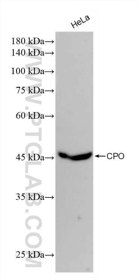 WB analysis of HeLa using 82952-2-RR (same clone as 82952-2-PBS)