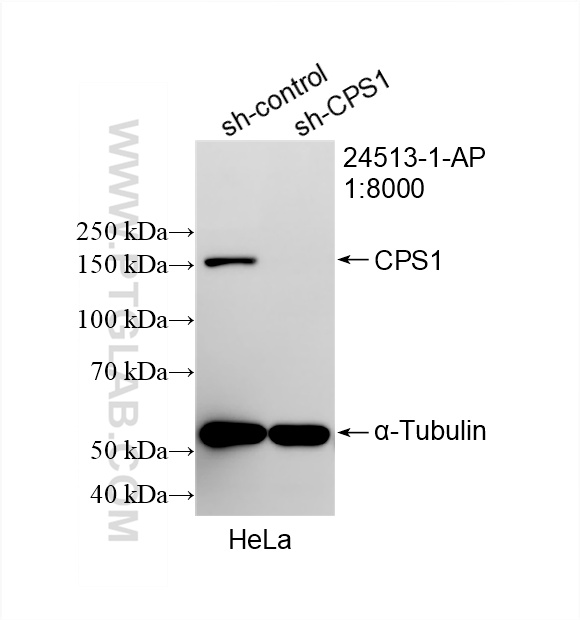 WB analysis of HeLa using 24513-1-AP