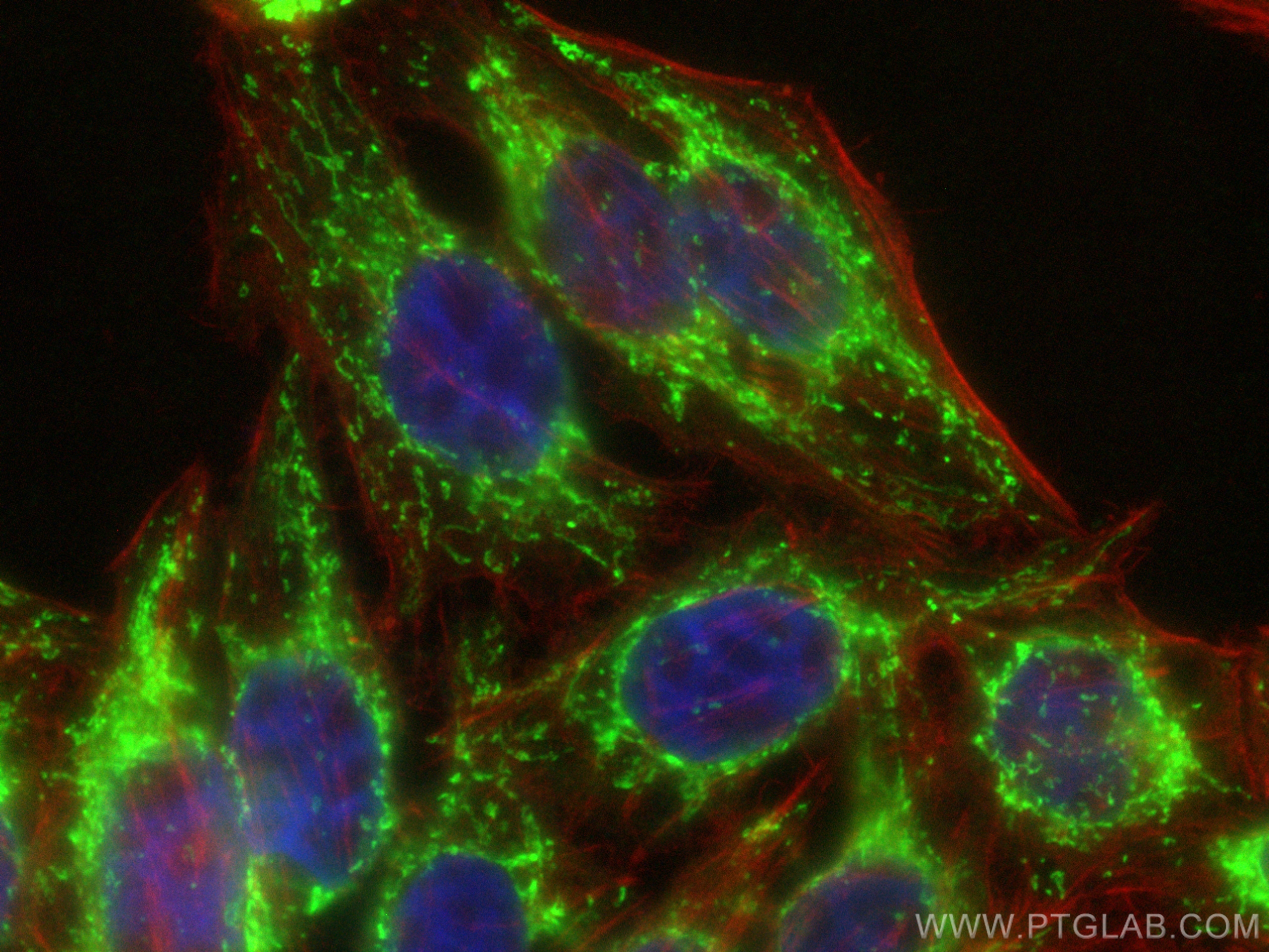 IF Staining of HepG2 using CL488-18703