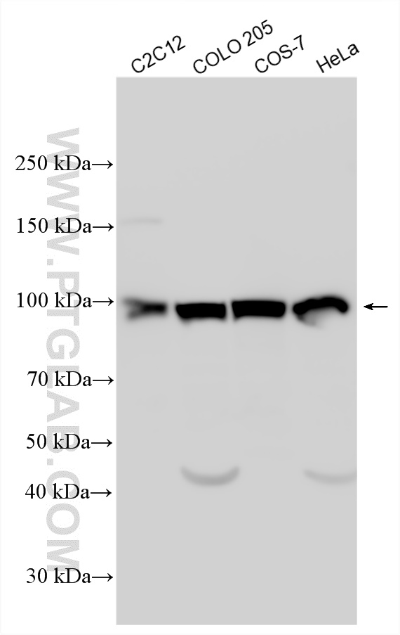 WB analysis using 17739-1-AP