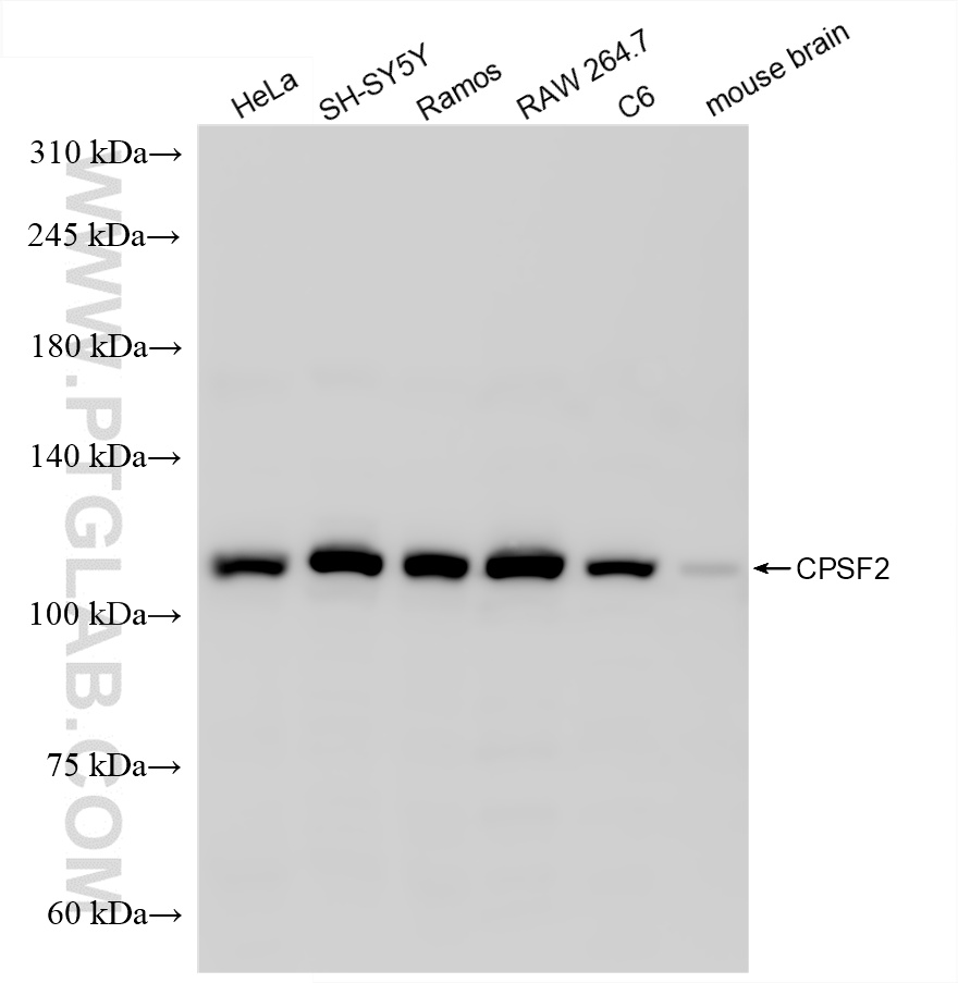 WB analysis using 86513-3-RR