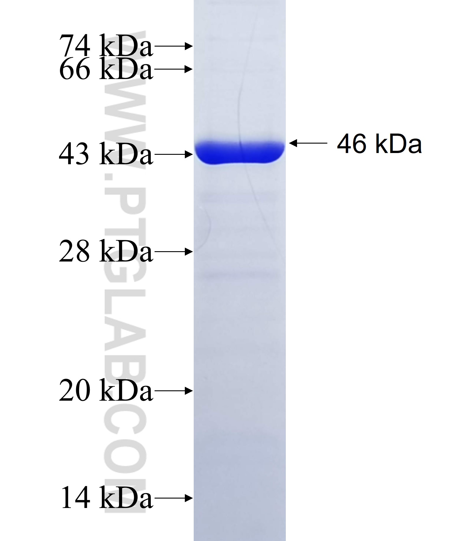 CPSF3 fusion protein Ag34682 SDS-PAGE