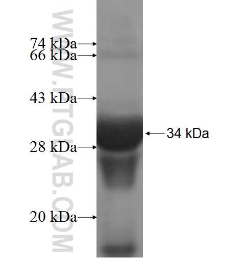 CPSF4 fusion protein Ag7232 SDS-PAGE CPSF4 fusion protein Ag7232 SDS-PAGE