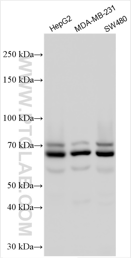 WB analysis using 15489-1-AP