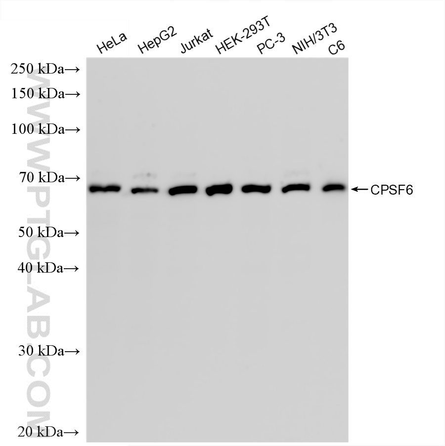 WB analysis using 88362-1-RR (same clone as 88362-1-PBS) WB analysis using 88362-1-RR (same clone as 88362-1-PBS)