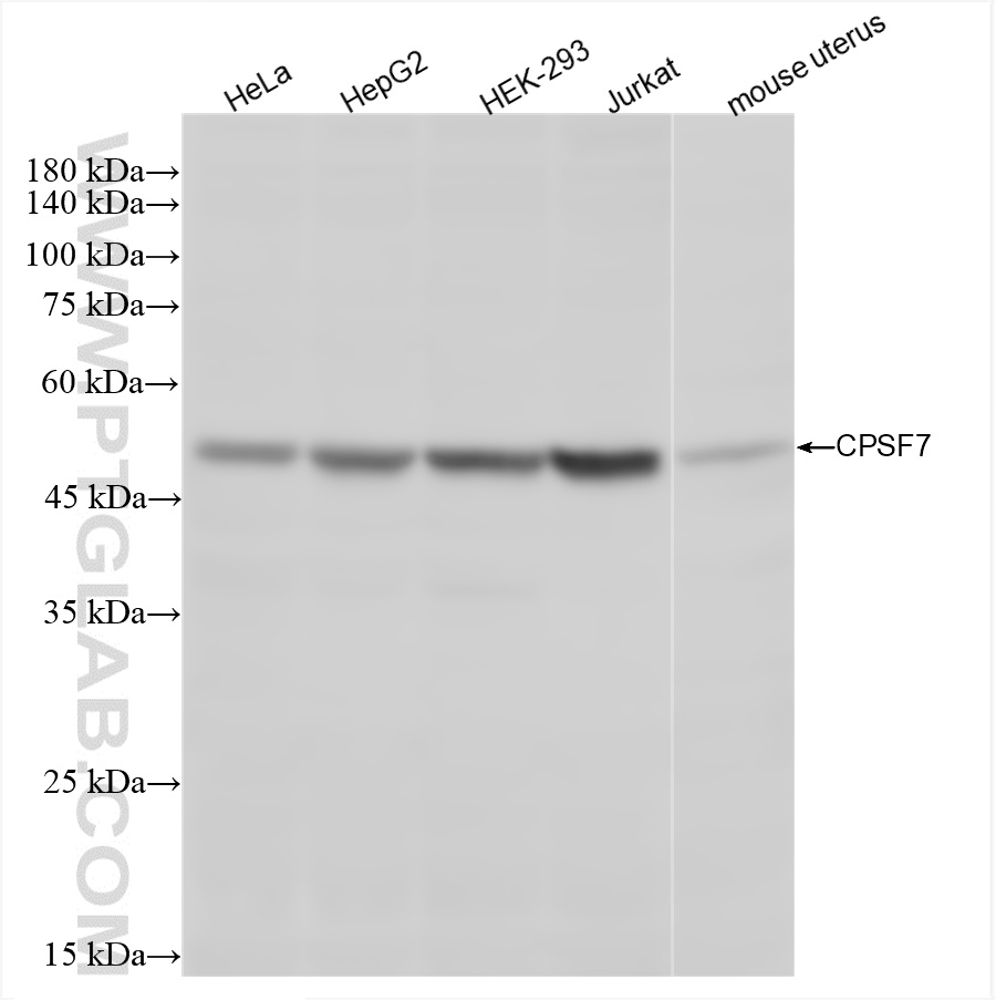 WB analysis using 85203-1-RR