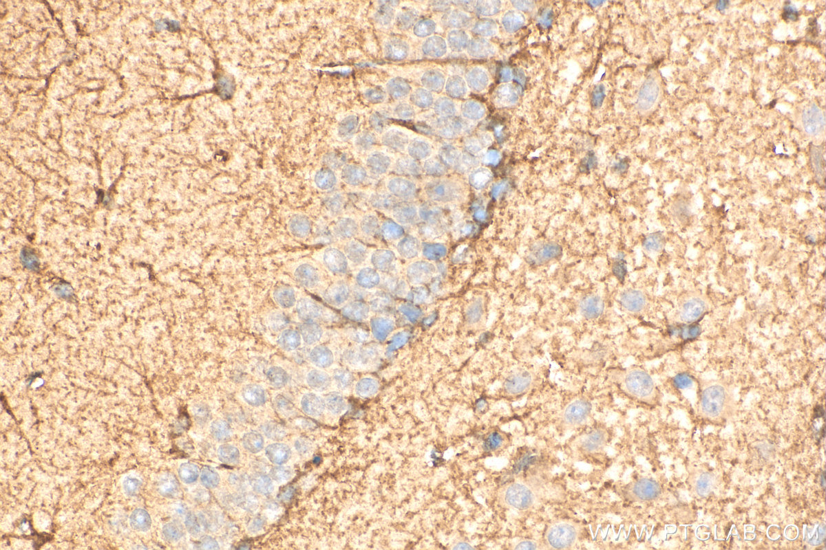 IHC staining of mouse brain using 15184-1-AP