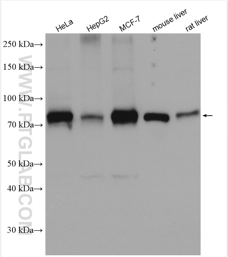 WB analysis using 15184-1-AP