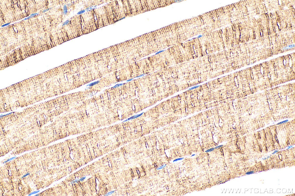 IHC staining of mouse skeletal muscle using 66039-3-Ig