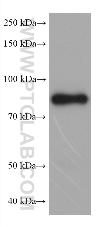 WB analysis of mouse liver using 66039-3-Ig