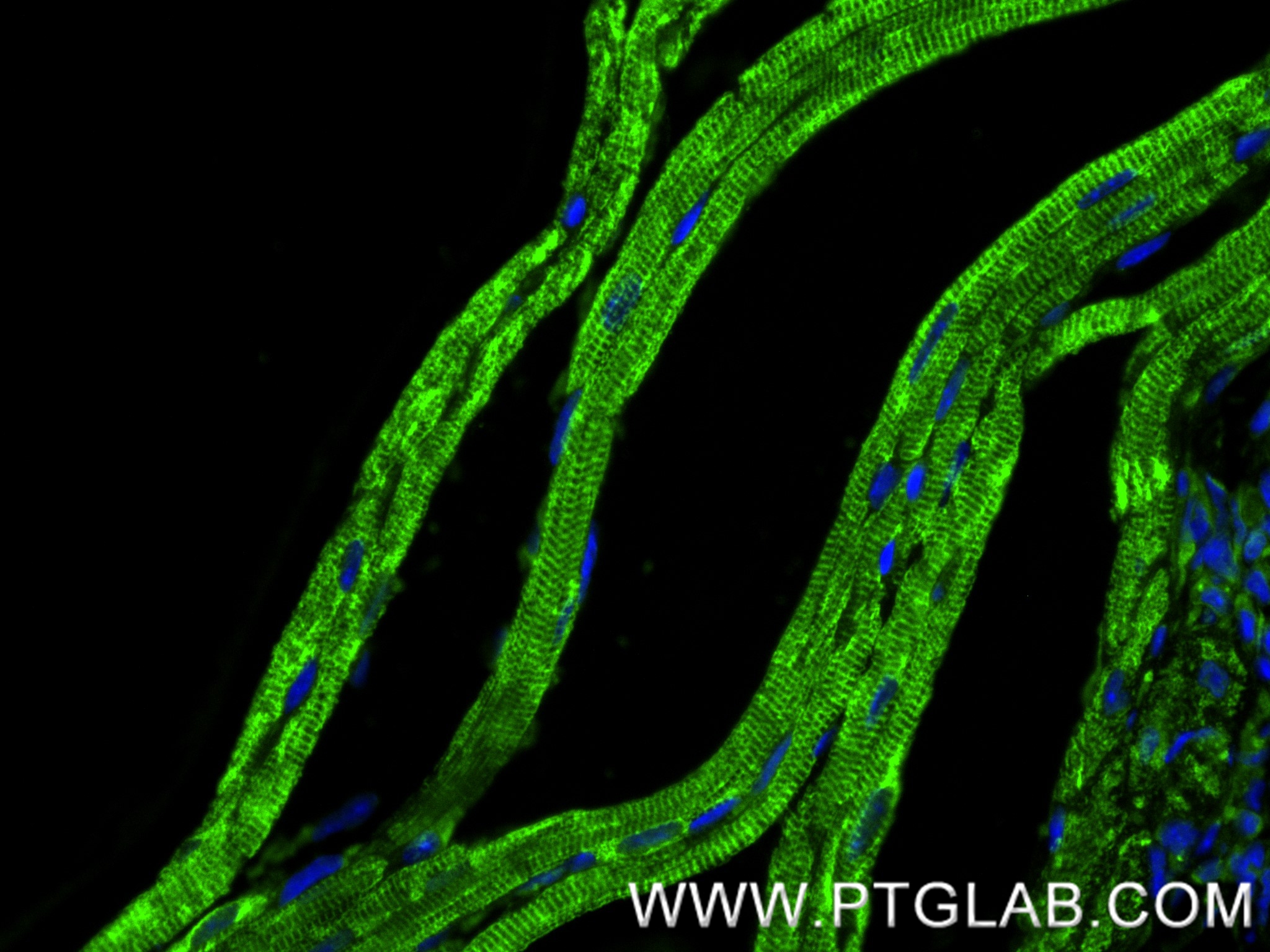 IF Staining of mouse heart using 82701-3-RR (same clone as 82701-3-PBS)