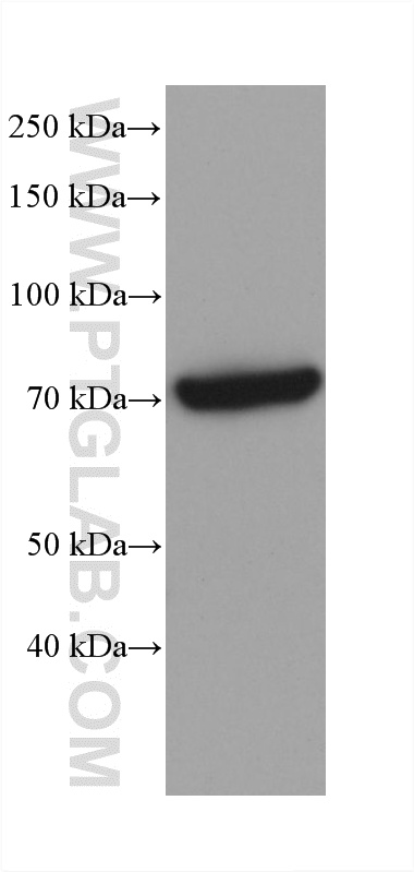 WB analysis of rat liver using 68815-3-Ig WB analysis of rat liver using 68815-3-Ig
