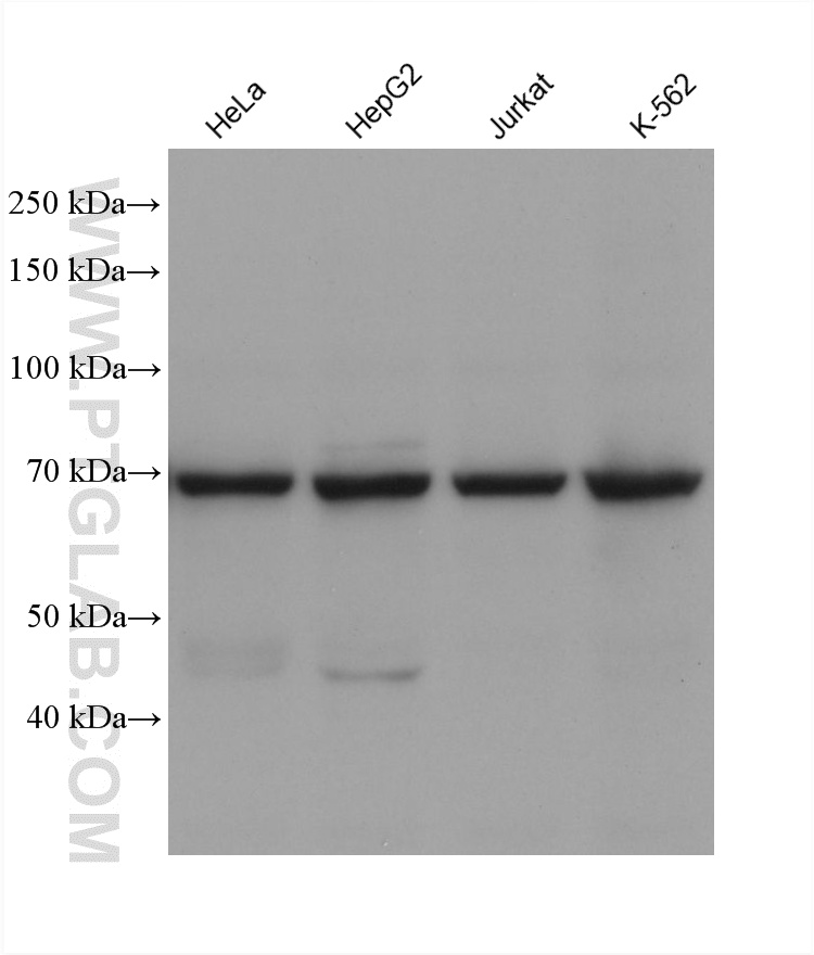 WB analysis using 68815-3-Ig WB analysis using 68815-3-Ig
