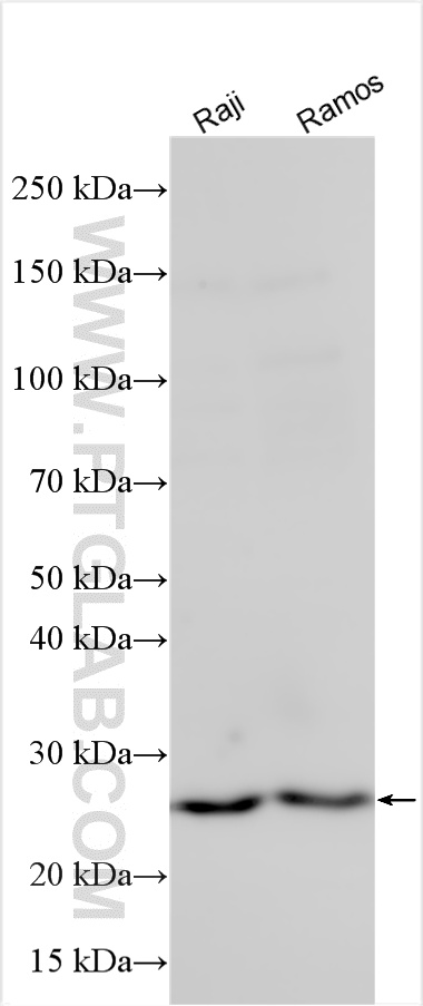 WB analysis using 33114-1-AP