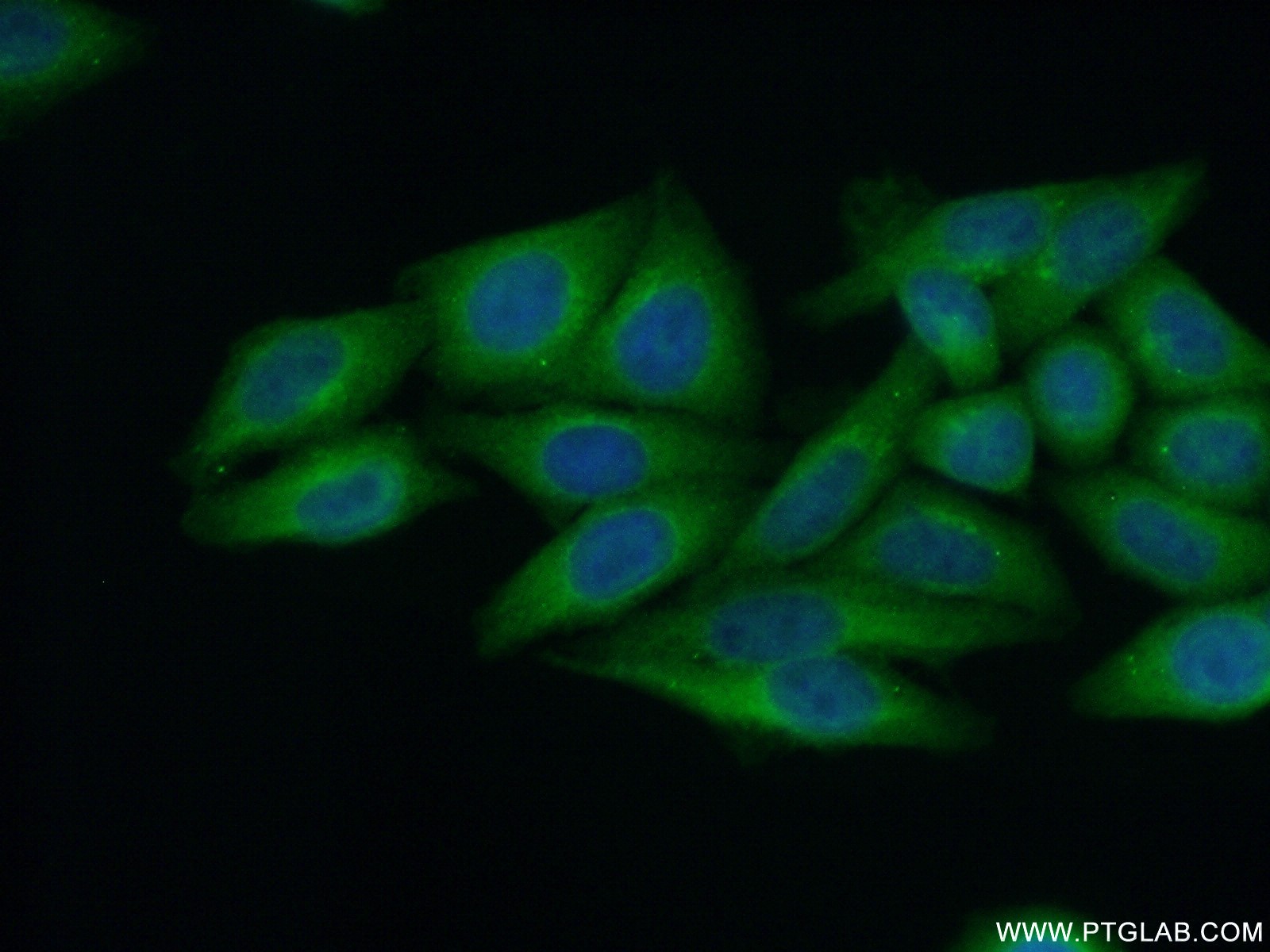 IF Staining of HepG2 using 12548-1-AP