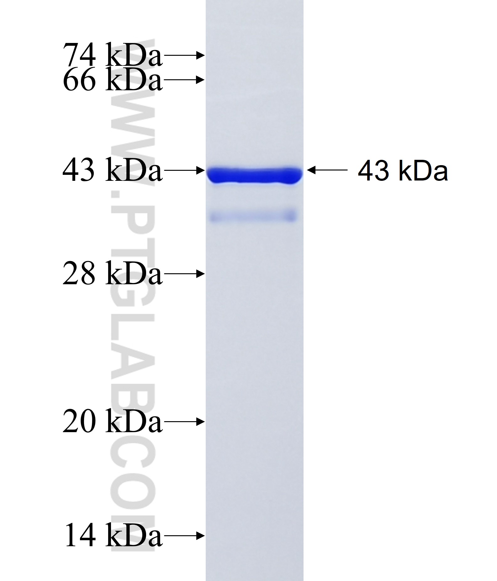 CPXM2 fusion protein Ag15563 SDS-PAGE