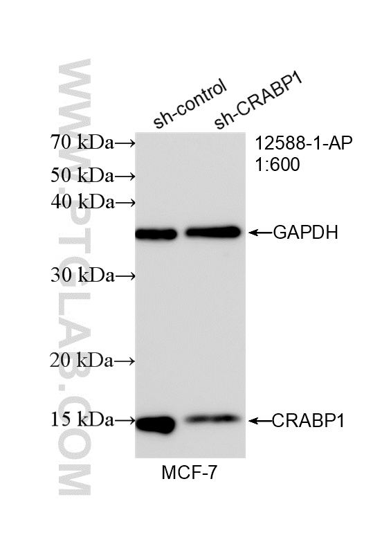 WB analysis of MCF-7 using 12588-1-AP WB analysis of MCF-7 using 12588-1-AP