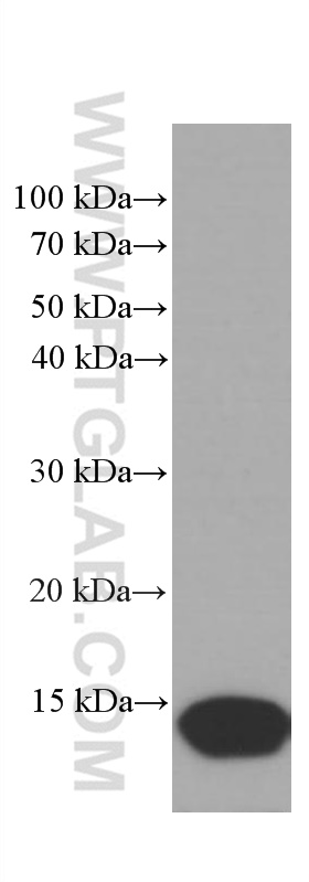 WB analysis of T-47D using 66468-1-Ig