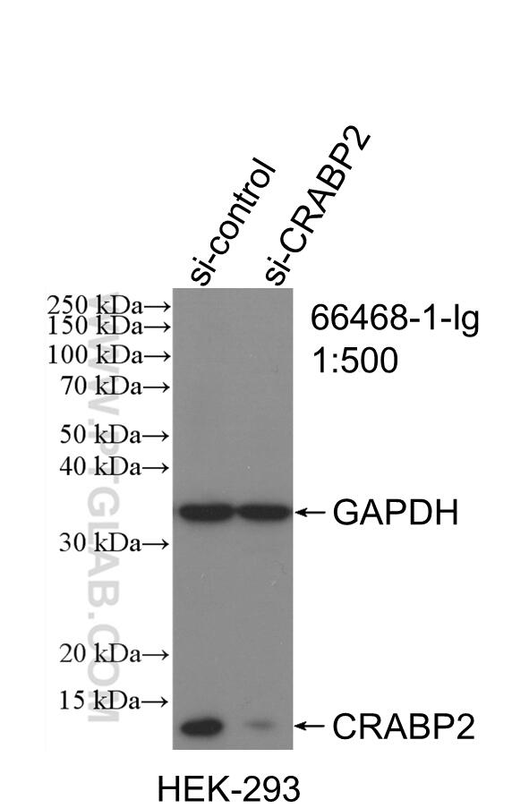 WB analysis of HEK-293 using 66468-1-Ig