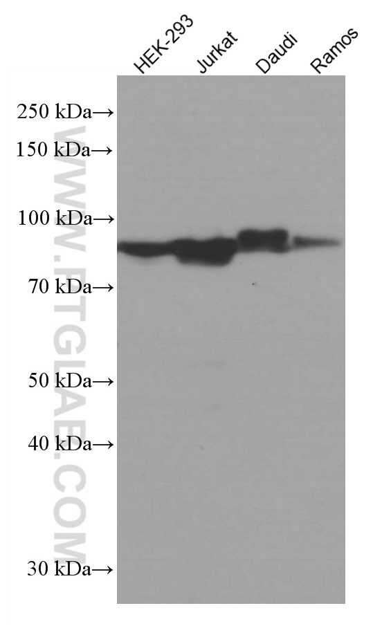 WB analysis using 66787-1-Ig