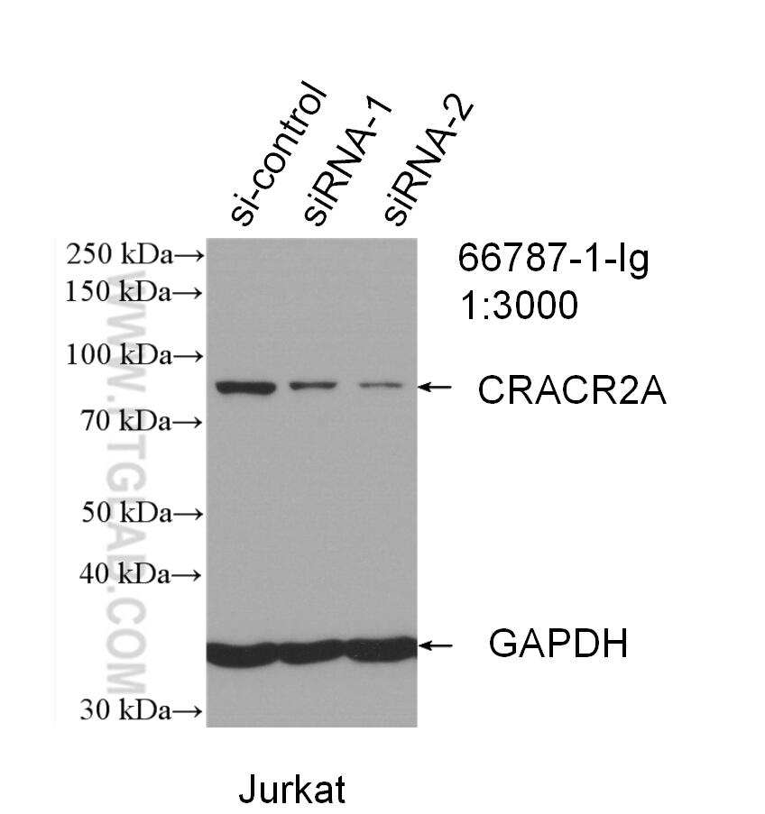 WB analysis of Jurkat using 66787-1-Ig