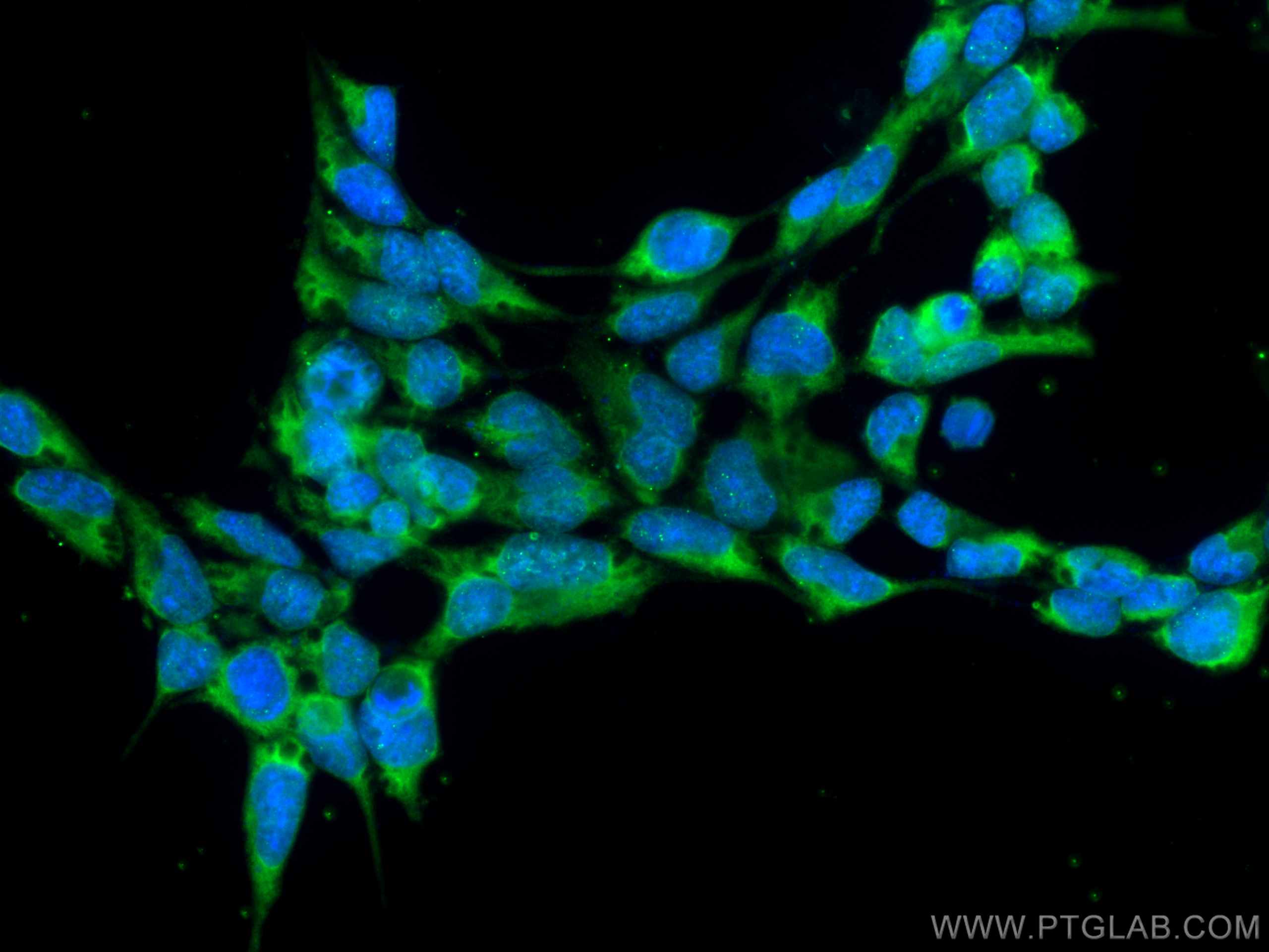 IF Staining of HEK-293 using CL488-66787