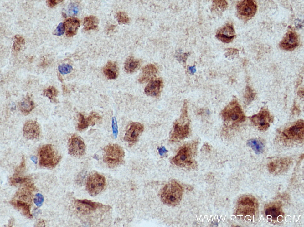 IHC staining of mouse brain using 28494-1-AP