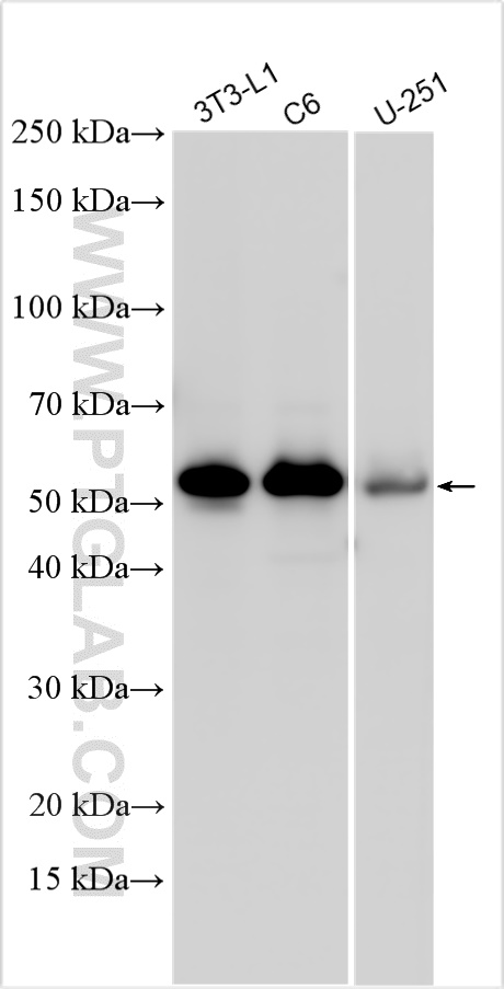 WB analysis using 28494-1-AP