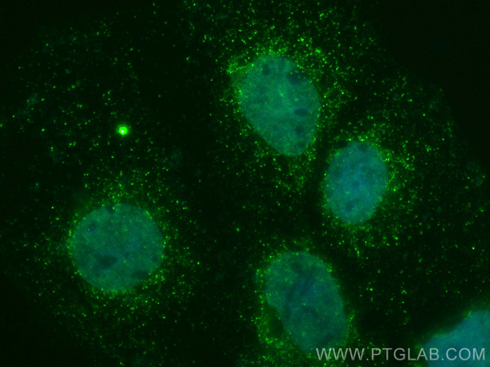 IF Staining of Caco-2 using CL488-66336